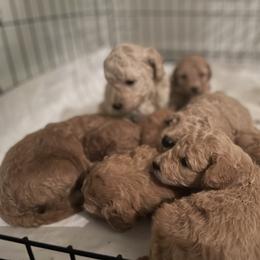 Goldendoodle and Poodle Puppies from Still Waters Farm