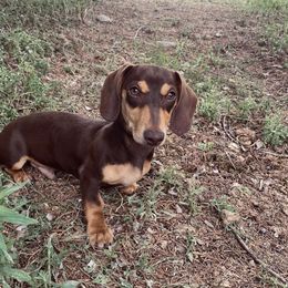 Rusty - Chocolate and tan male Dachshund puppy in New Mexico from Long Dog Ranch