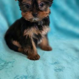 Boy 1 - Black and tan male Yorkshire Terrier puppy in Aiken, South Carolina from Sio's Yorkies