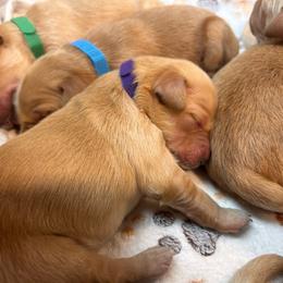 Purple - Golden female Golden Retriever puppy in Bonanza, Oregon from Gold 'N Dust Ranch