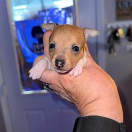 Pup A - White and tan male Toy Fox Terrier puppy in Clermont, Florida from Debbie Hiles's Toy Fox Terriers