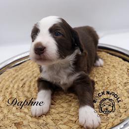Daphne Bridgerton - Brown and white female Sheepadoodle puppy in Edmond, Oklahoma from Rock N Roll Doodles