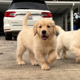 Shiloh - Golden Retriever