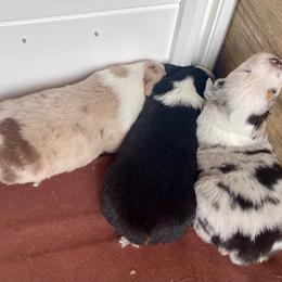 Male 1 - Black tri male Miniature Australian Shepherd puppy in Kingsport, Tennessee from Copper Line Aussies
