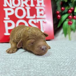 Agnes - Apricot female Poodle puppy in Monetta, South Carolina from Moonrise Poodles