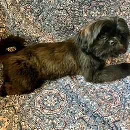 Shih Tzu All Grown Up from Hjo’s Pupdates