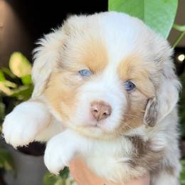 Miniature American Shepherd and Miniature Australian Shepherd Puppies from Whiskeytown Aussies