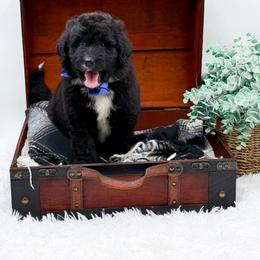 Ford - Black and white male Bernedoodle puppy in North Carolina from NC Doodle Puppies