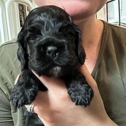 AKC Parsley - not available - Black male Cocker Spaniel puppy in Cincinnati, Ohio from Abundance of Joy LLC Cocker Spaniels