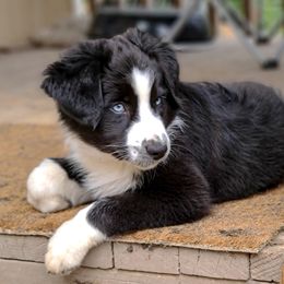 Australian Shepherds, Miniature Australian Shepherds, and Toy Australian Shepherds from Within The Nile Aussies LLC