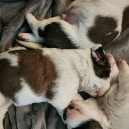 Saint Bernard Puppies from Amber's Saint Bernards