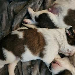 Saint Bernard Puppies from Amber's Saint Bernards