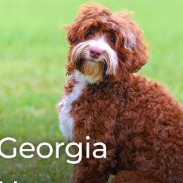 Georgia - Australian Labradoodle
