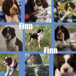 Finn - English Springer Spaniel