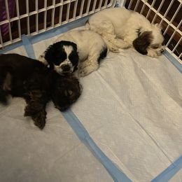 Cocker Spaniel Puppies from Kaleidoscopic Creations