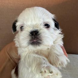 Polar bear - Tricolor male Shih Tzu puppy in Bullhead City, Arizona from Arizona Shih Tzu Land