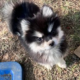 Marnacle - Black male Pomsky puppy in Conway, Arkansas from Prancing Pomskies