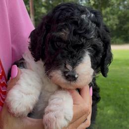 Laken - Tri-color female Bernedoodle puppy in Millsap, Texas from Gaston’s Posh Poodles and Doodles