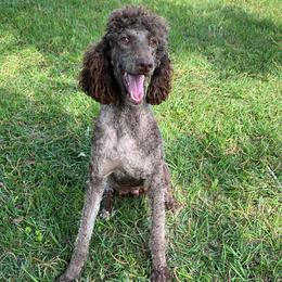 Coco - Poodle