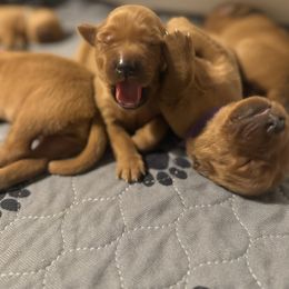 Female Pick 4 - Dark golden female Golden Retriever puppy in Waterford, Pennsylvania from Creek Flats Retrievers