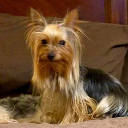Nico - Yorkshire Terrier