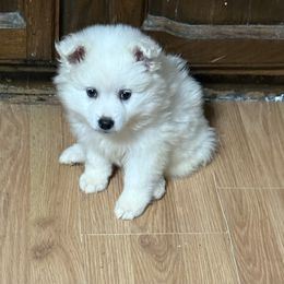 American Eskimo Dog puppies from Angelfrost American Eskimo puppies