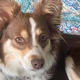Aussiedoodles and Miniature Australian Shepherds from 5 B Ranch