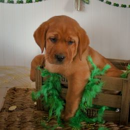 Labrador Retriever Puppies from Prince Labradors