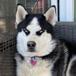 Gunnar - Siberian Husky