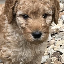 Goldendoodles from Jude’s Doods