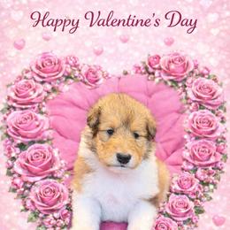 Praline - Sable and white female Collie puppy in Carencro, Louisiana from Cajun Bayou's Collies LLC