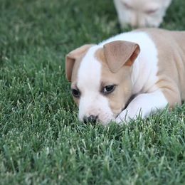 American Staffordshire Terrier Puppies from Blue Eagle Kennels