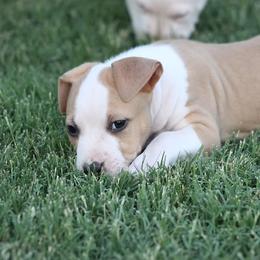 American Staffordshire Terrier Puppies from Blue Eagle Kennels