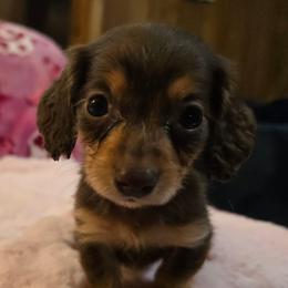 Remi's middle chocolate and tan - Chocolate and tan female Dachshund puppy in Wheatfield, Indiana from Wines Wienery