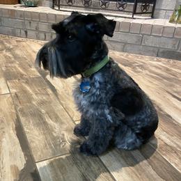 Pepe - Miniature Schnauzer