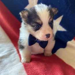 Pembroke Welsh Corgi Puppies from Cactus Corgis