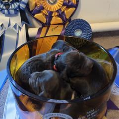 Boykin Spaniel and Nova Scotia Duck Tolling Retriever Puppies from Beekauz Kennel