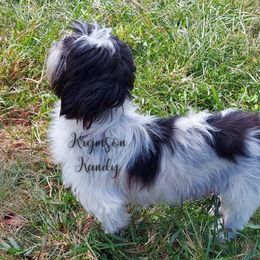 Rosie - Shih Tzu
