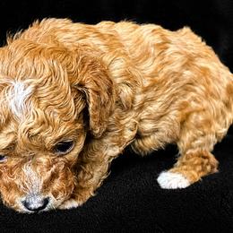 Bichon Frise and Poodle Puppies from Daisy Pups