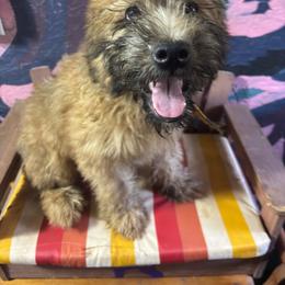 Cheesy - Wheaten male Soft Coated Wheaten Terrier puppy in Gladewater, Texas from Felicias Swheaties