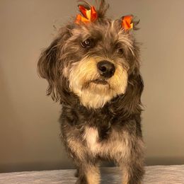 Australian Labradoodles, Goldendoodles, and Poodles from P91 Poodles and Doodles