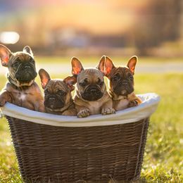 French Bulldog puppies from Adorable Frenchies