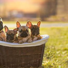 French Bulldog puppies from Adorable Frenchies