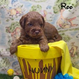 Roo - Red  male Goldendoodle puppy in Williamson, New York from Lakeside Doodles