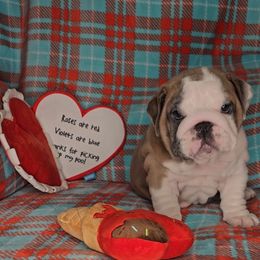 Bulldog Puppies from Illinois Bullies Kennel
