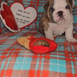Bulldog Puppies from Illinois Bullies Kennel