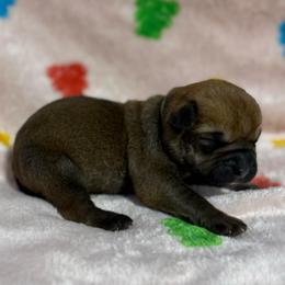 Grey Collar N - Fawn female Cane Corso puppy in Paris, Texas from Knucklehead Cane Corso