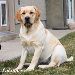 Maya - Labrador Retriever