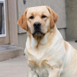 Maya - Labrador Retriever