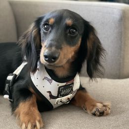 Rocky - Dachshund